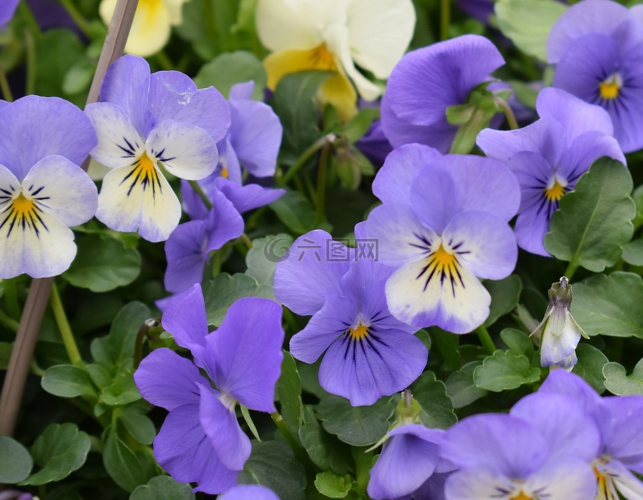 紫色紫罗兰,三色紫罗兰,花