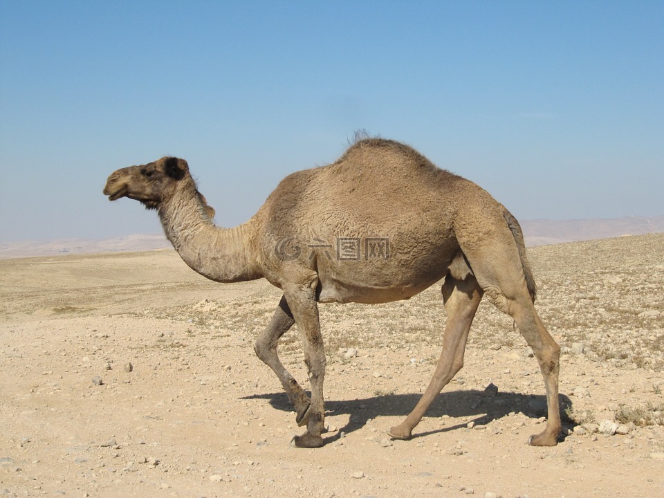沙漠,骆驼,动物