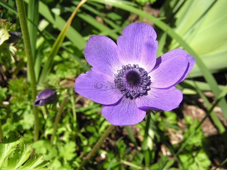 紫色,银莲花,花