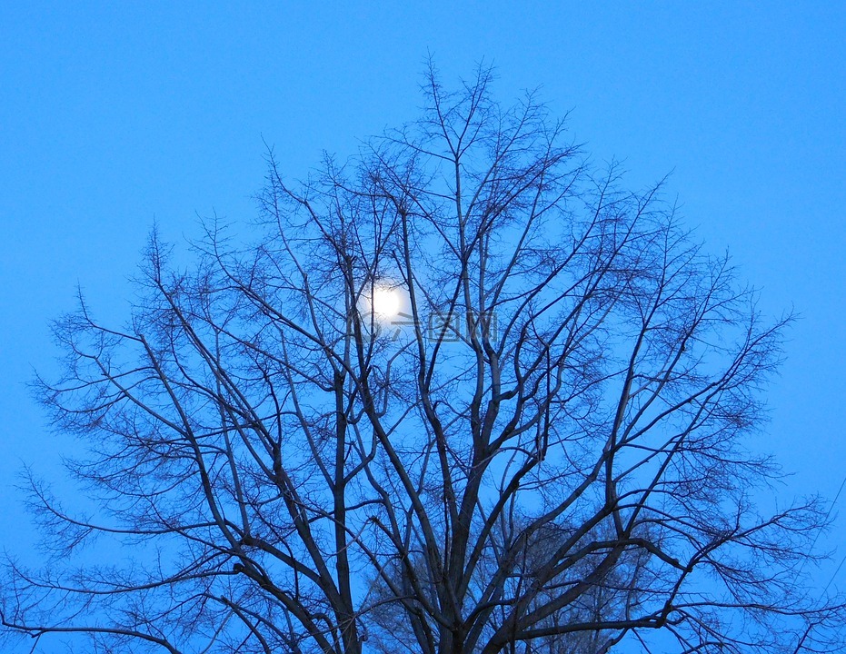 蓝色,月亮,树