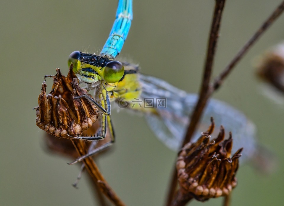 性质,蔚蓝色的伴娘,蜻蜓