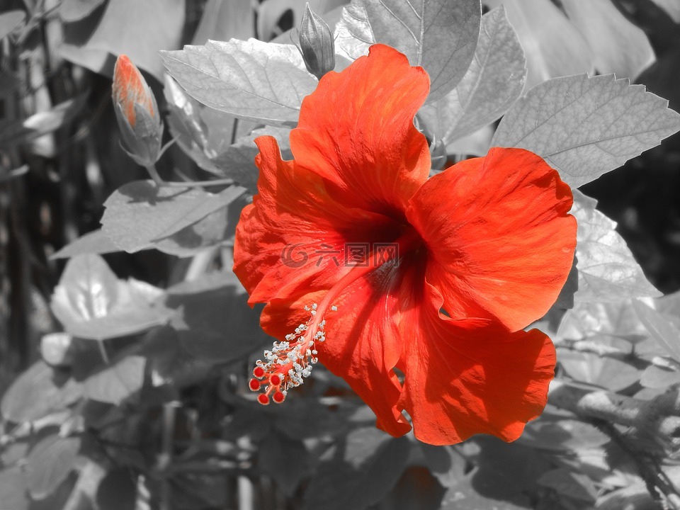花,红色的,ibisco