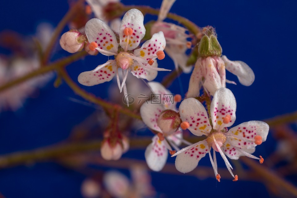 虎耳草cuneifolia,keilblättriger虎耳草,鲜花