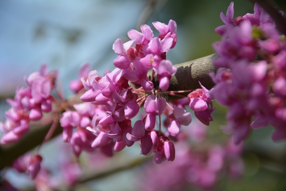紫荆花,树,自然