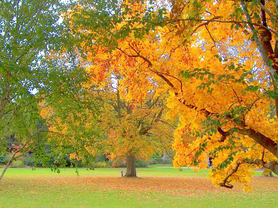 秋季,公园,树