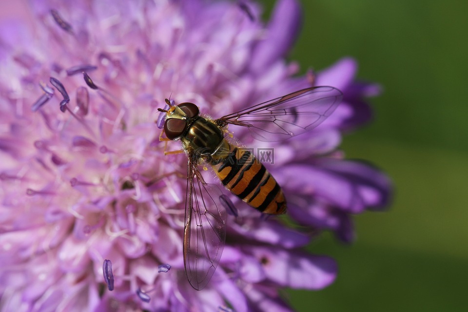 枕形花,knapweed,飞