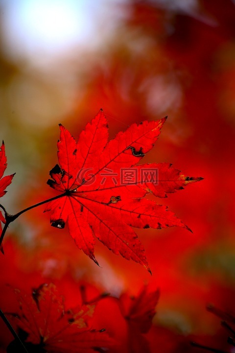 秋天的树叶,秋季,红色