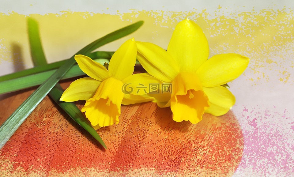 黄水仙,春天的花朵,早布卢默