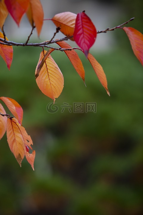 秋天的树叶,秋季,红色