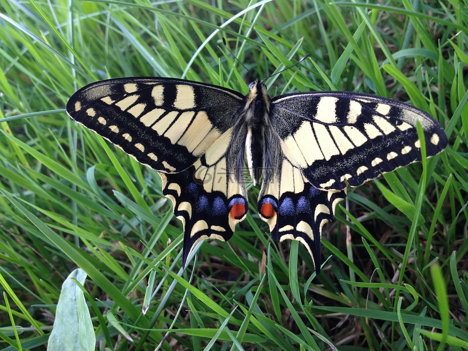 蝴蝶,配合,凤蝶 machaon