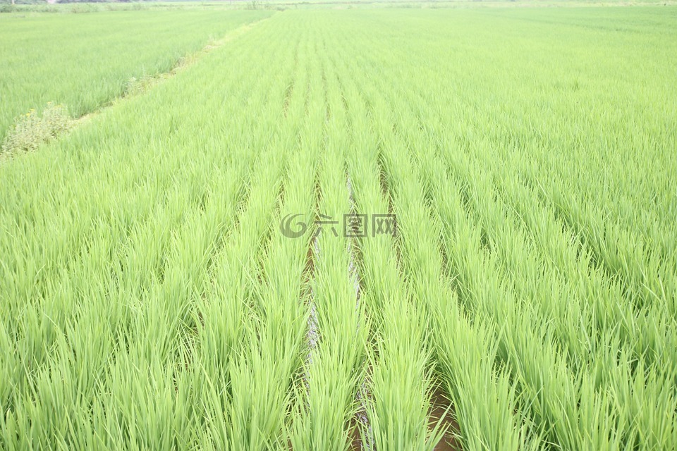 稻田,绿色,农田