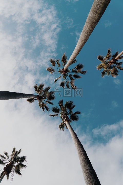 棕榈树,热带,天空