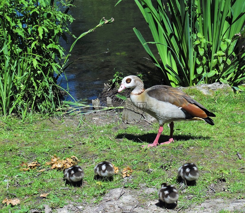 nilgans,鸟,alopochen埃及