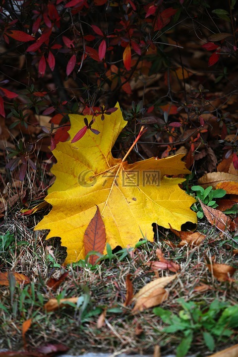秋天的树叶,秋季,黄色