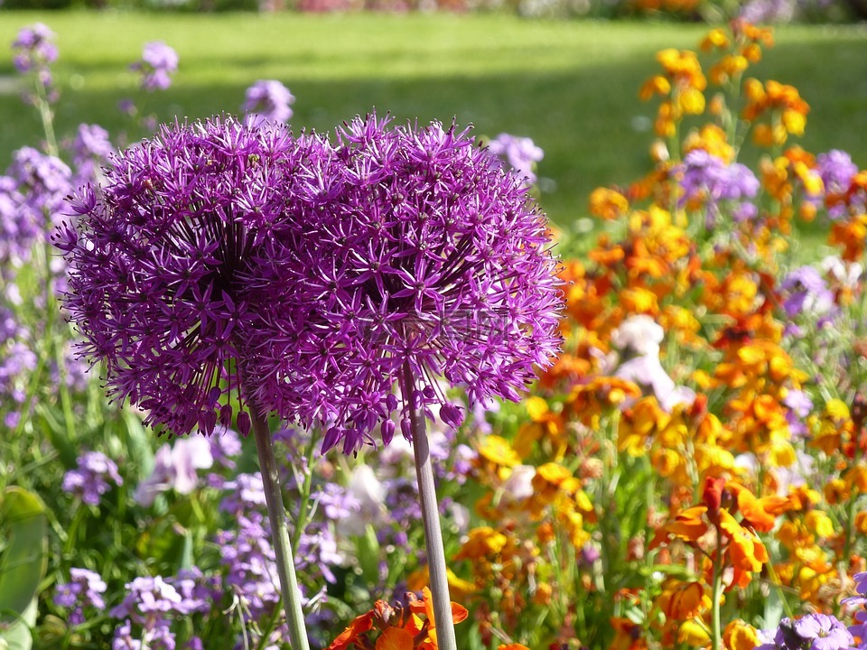 鲜花,alium,紫