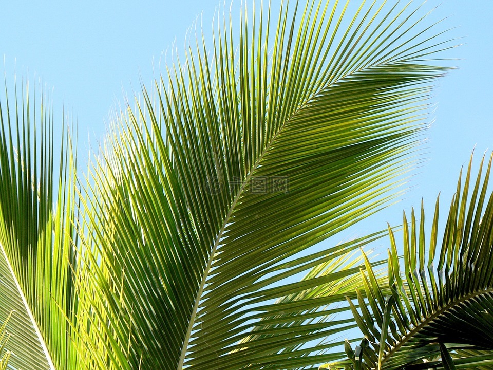 热带地区,棕榈叶,棕榈