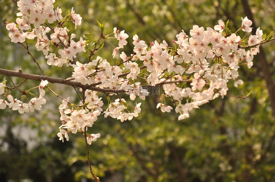 桃花,树林,花