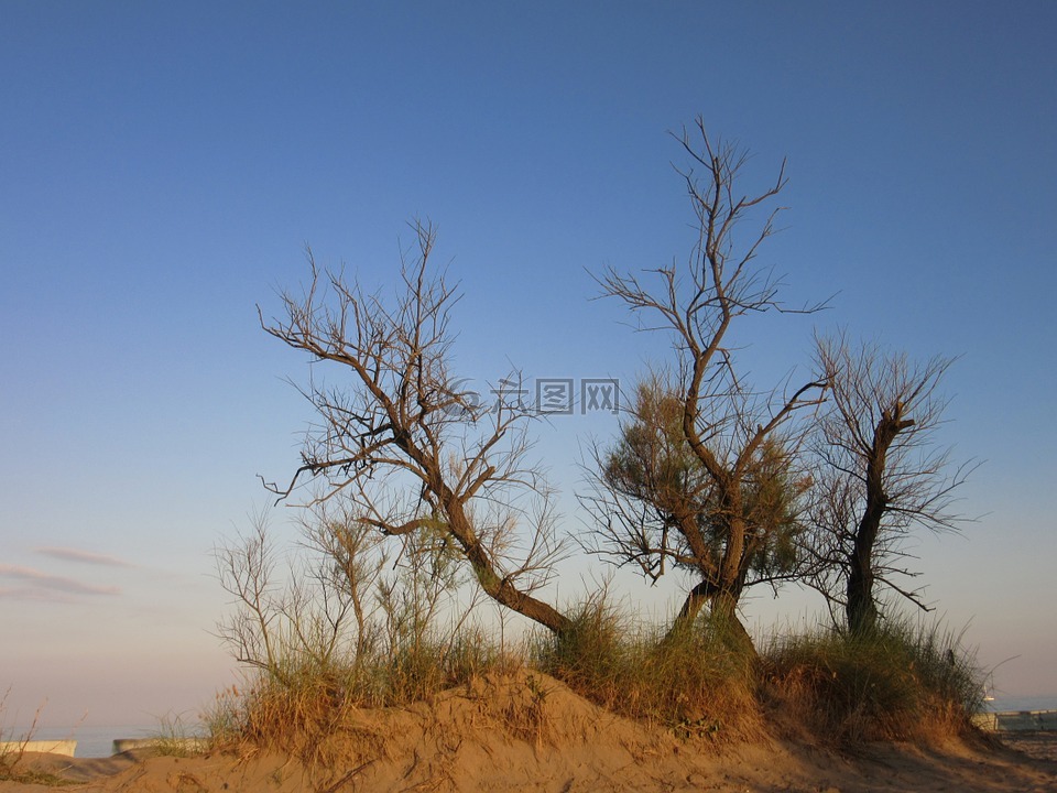 树木 干 海滩高清图库素材免费下载 图片编号 六图网