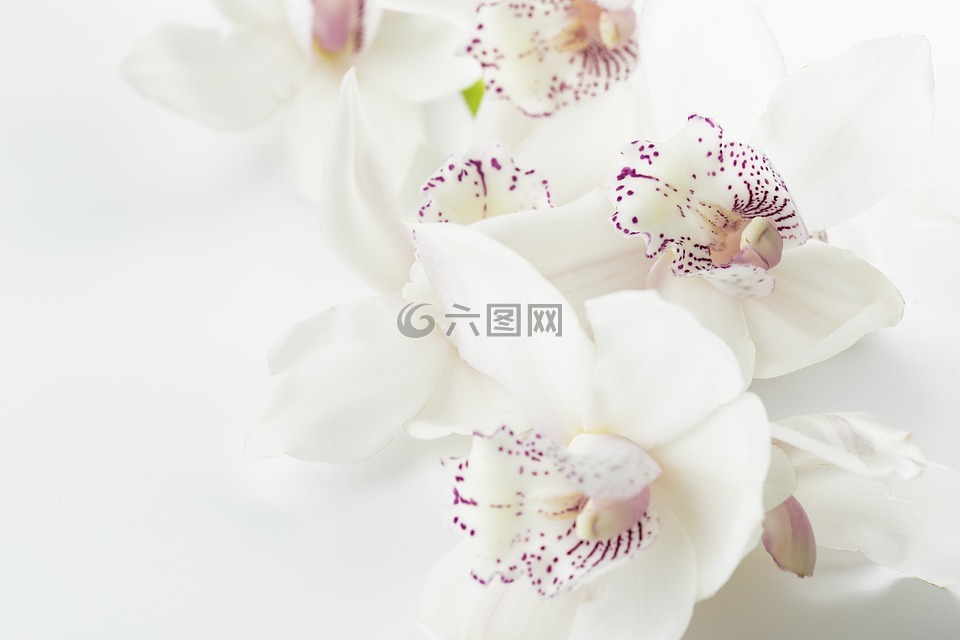 兰花,花白色背景,鲜花