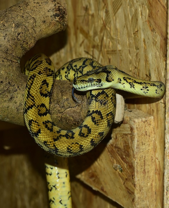 python,蛇,地毯蟒