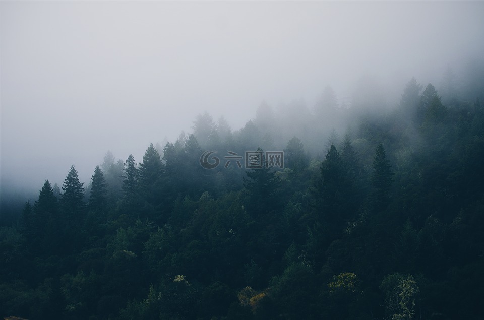 树,雾,森林