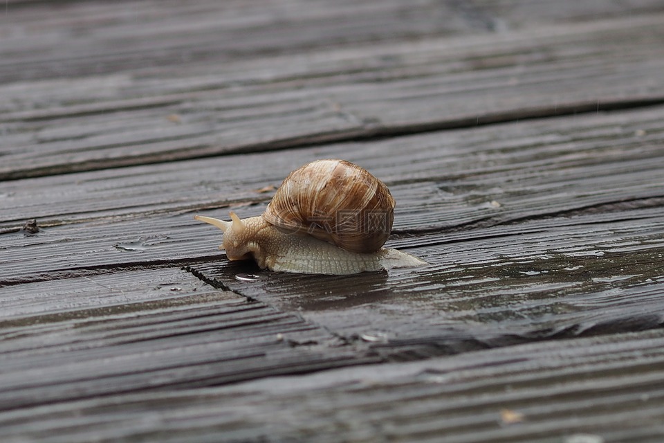 蜗牛,雨,土地蜗牛
