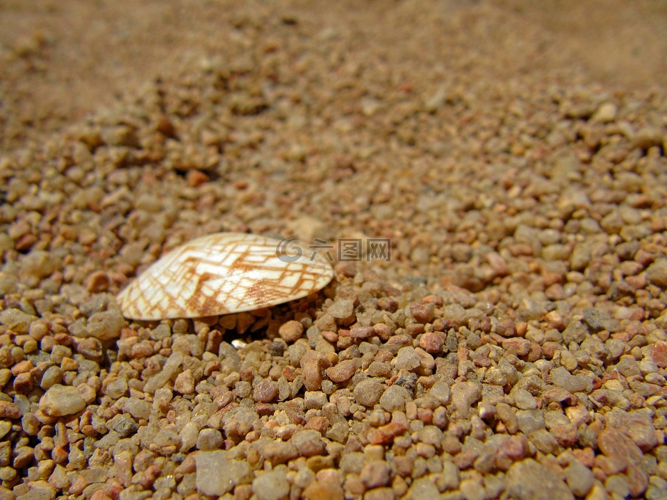 海扇壳,粗粒沙,海贝壳