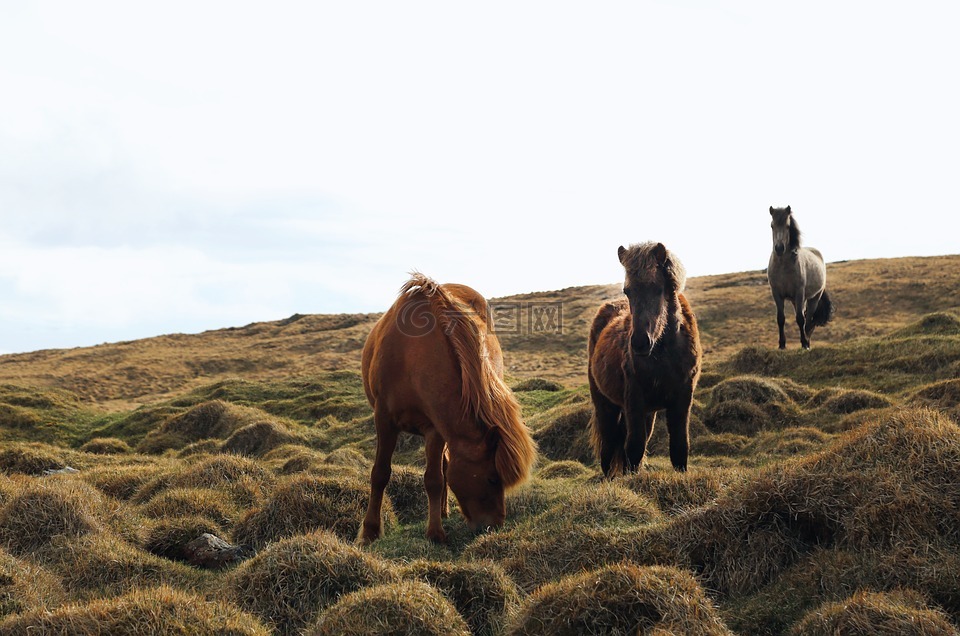 动物,马匹,美丽