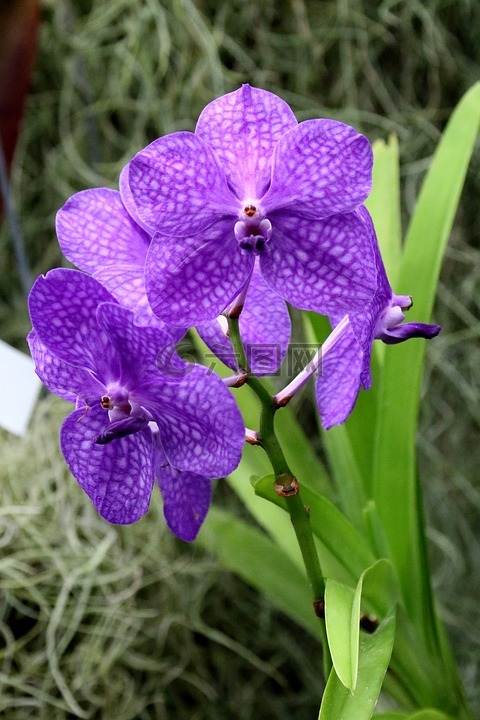 兰花,花,紫色