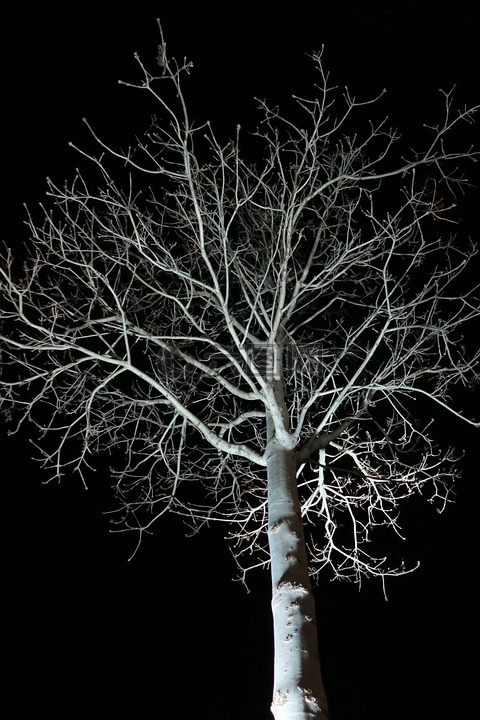树,夜,黑