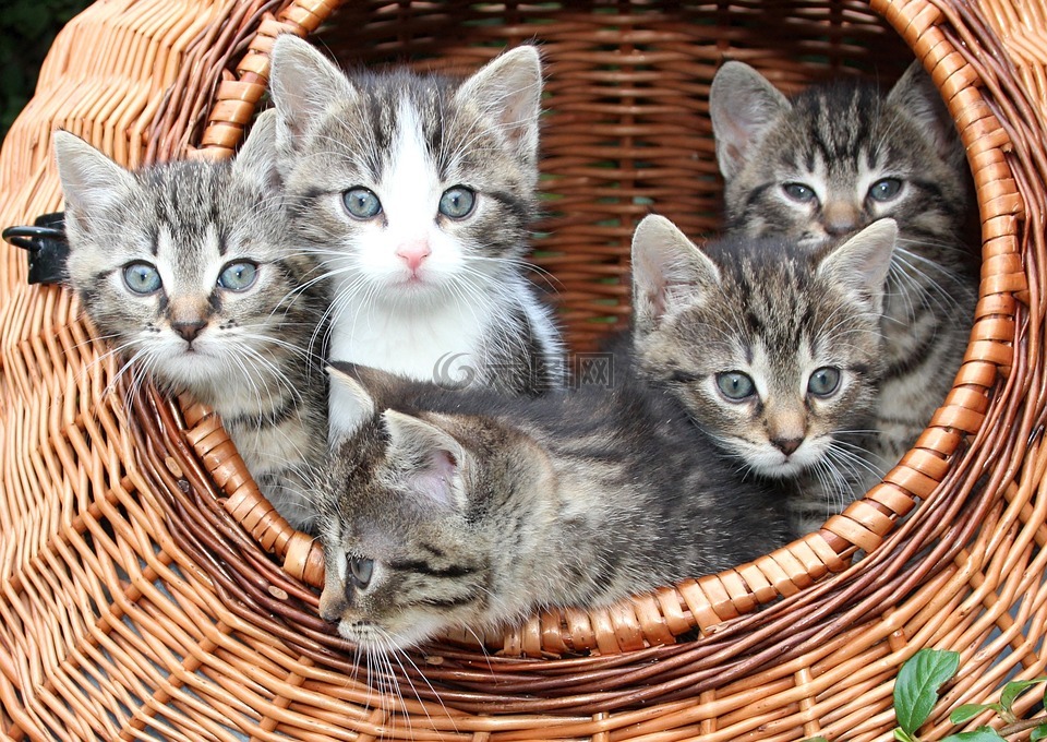 猫,小猫在一个篮子里,婴儿