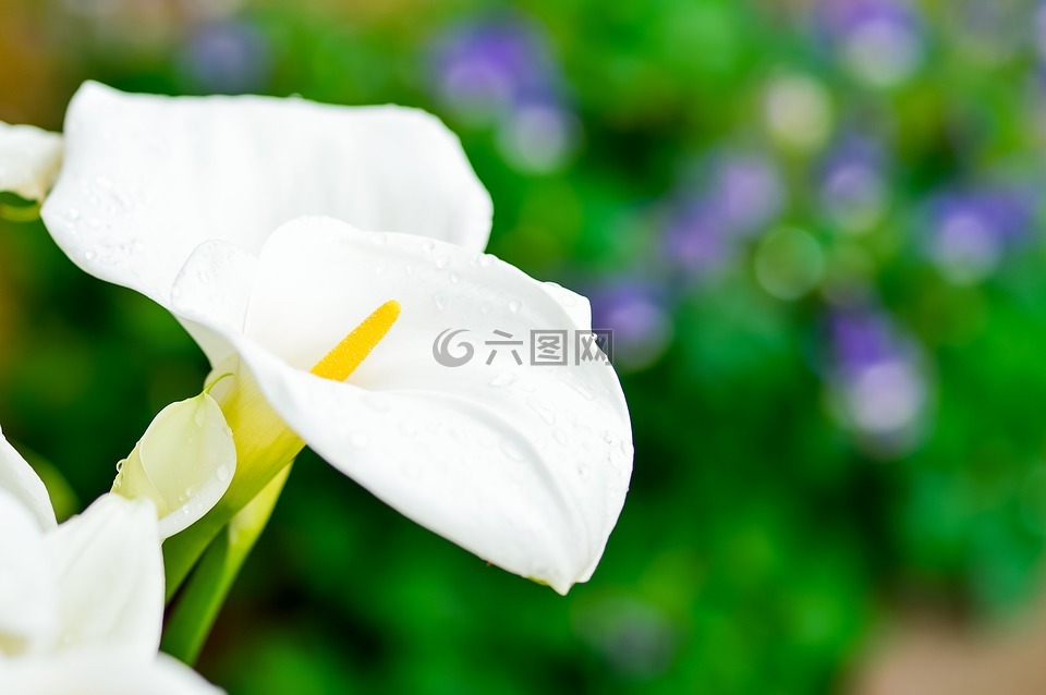 春天,白色的花,植物