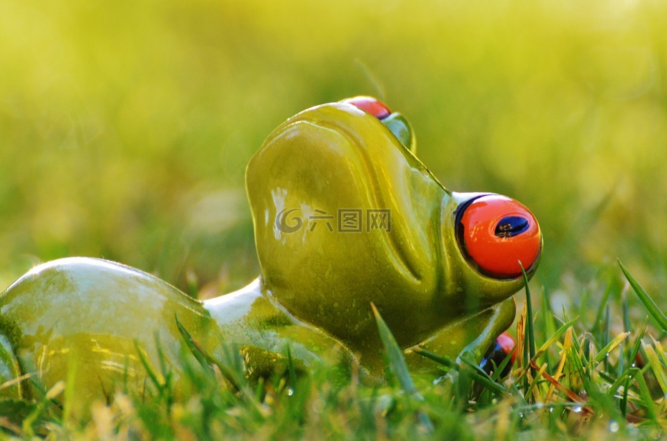 青蛙,草地,轻松