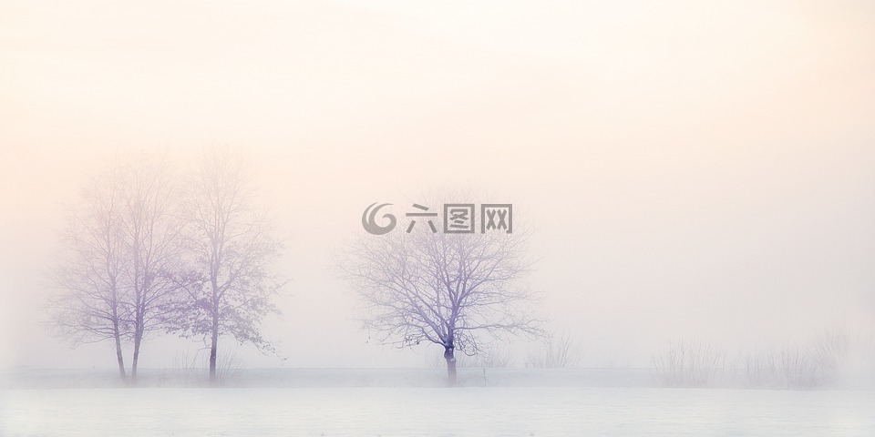 冬季景观,树木,雪