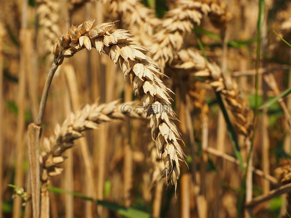 小麦,面包小麦,小麦种子