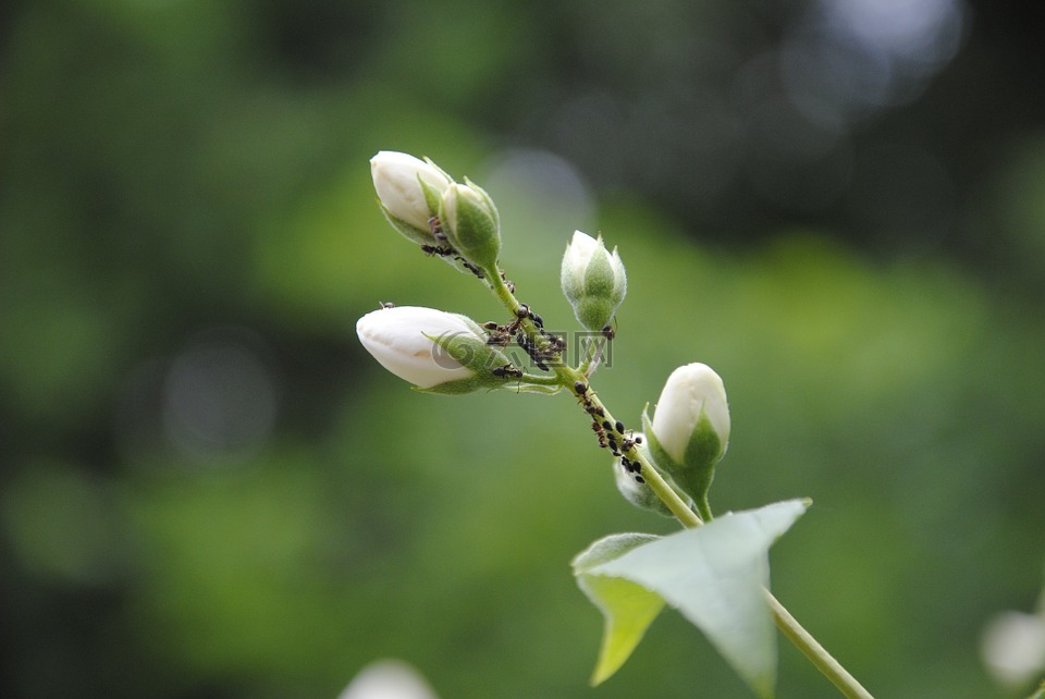 蚂蚁,鼠患,害虫