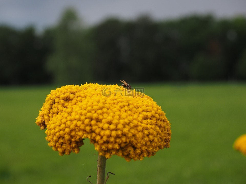 花,黄色,蓍草