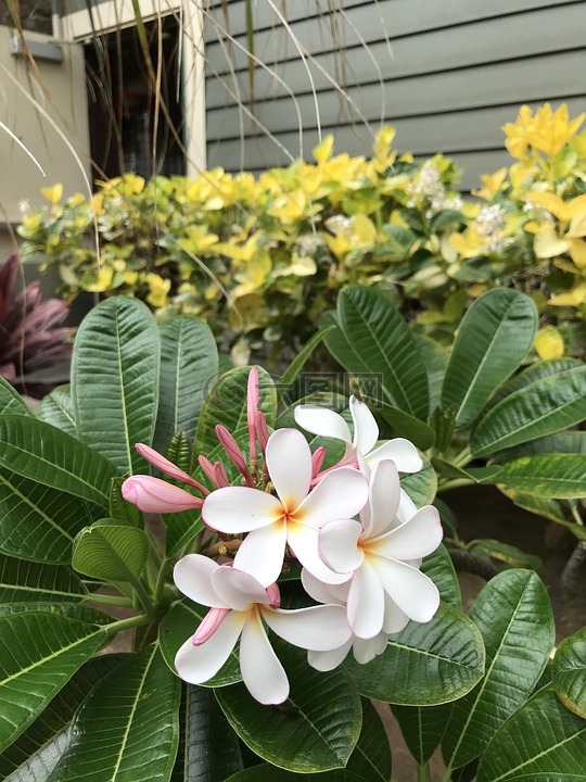 姜黄色百合花,夏威夷,花