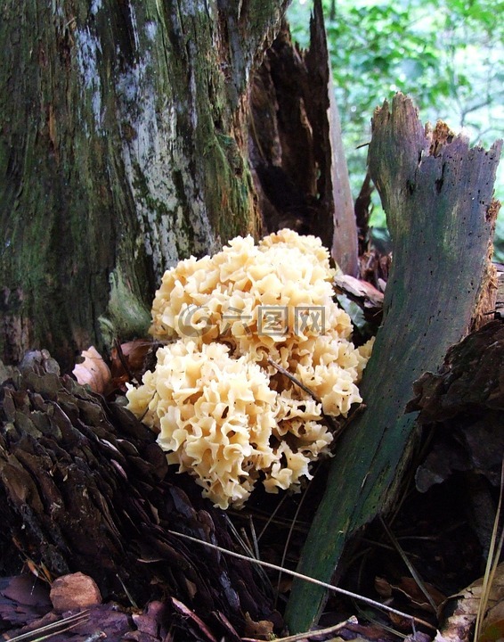 蘑菇,森林,秋
