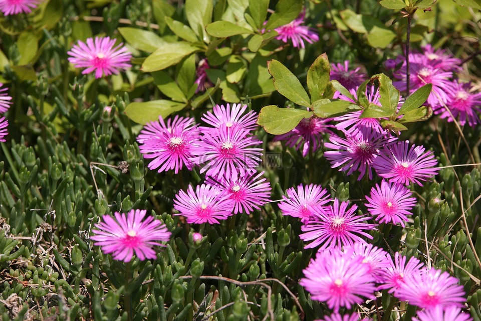 松国家,鲜花,植物