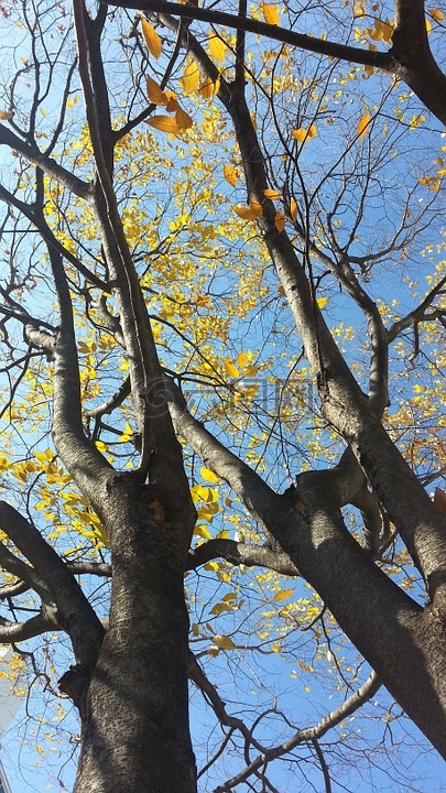 木材,秋季,大自然