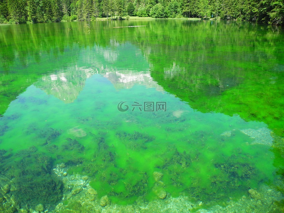 高山湖,绿色,鱼