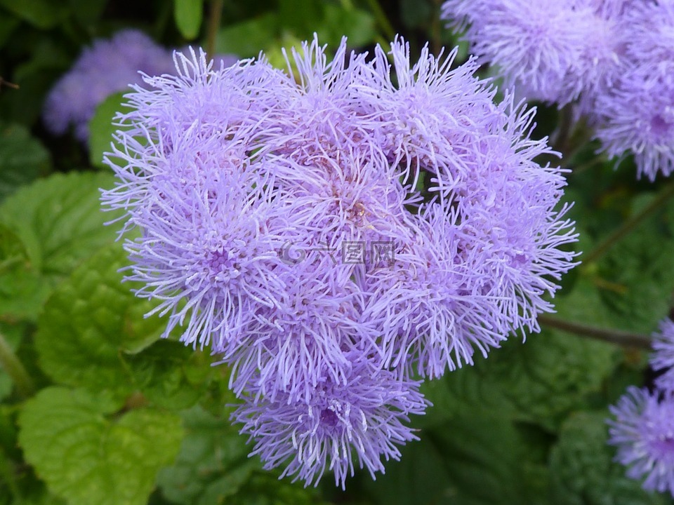 蓟,花,紫色