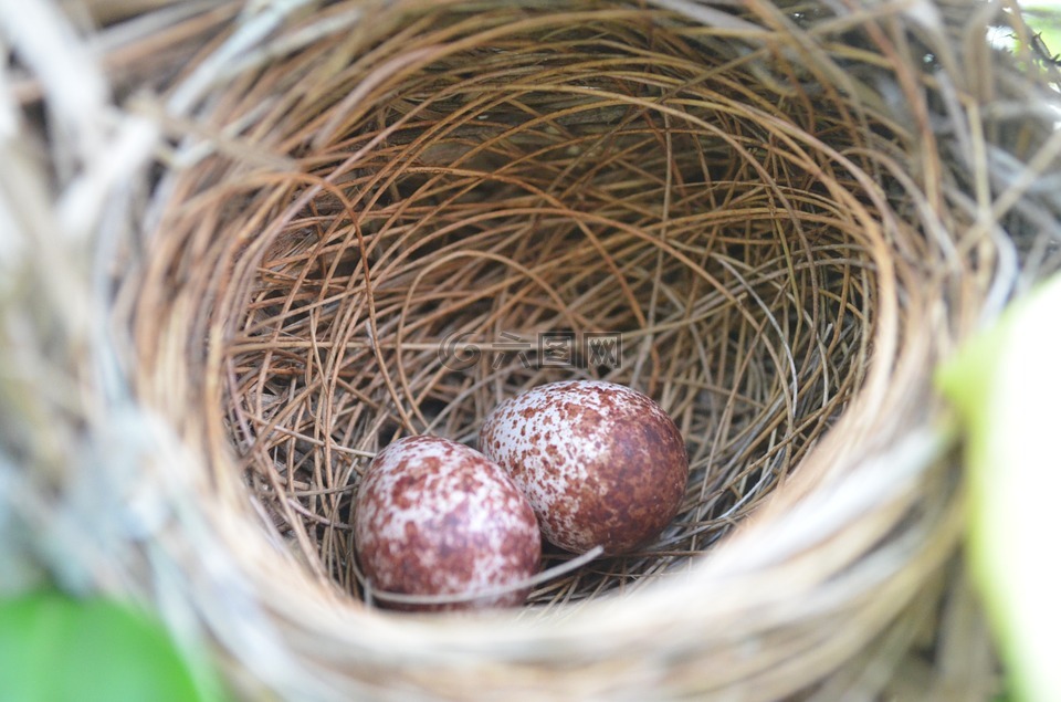 巢,鸟,鸡蛋