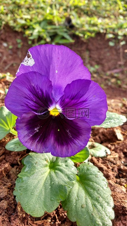 照片,紫,美丽
