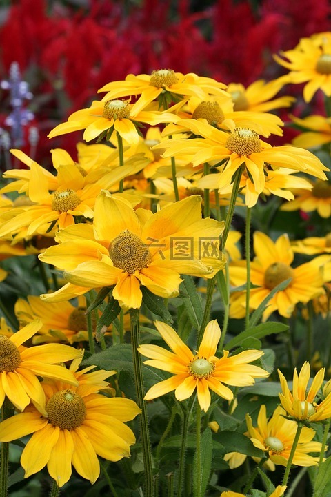 花园,鲜花,黄色的花朵