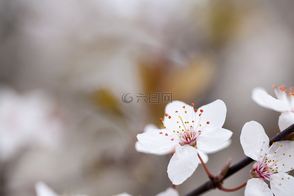 花卉摄影,花,洁白的花朵