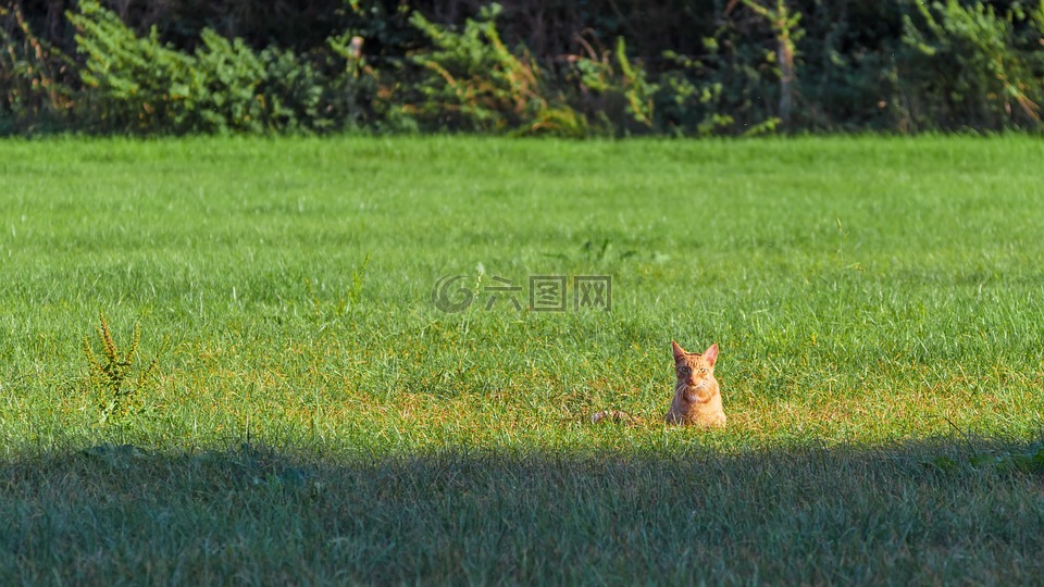 猫,阳光,抓