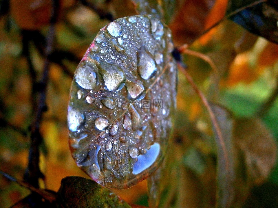 morgentau,露水,露珠