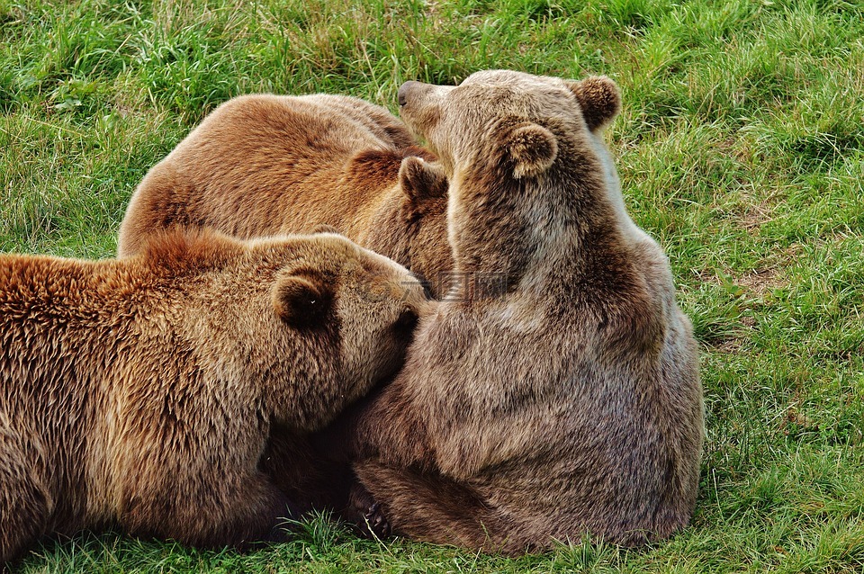 欧洲棕熊,哺乳,幼畜